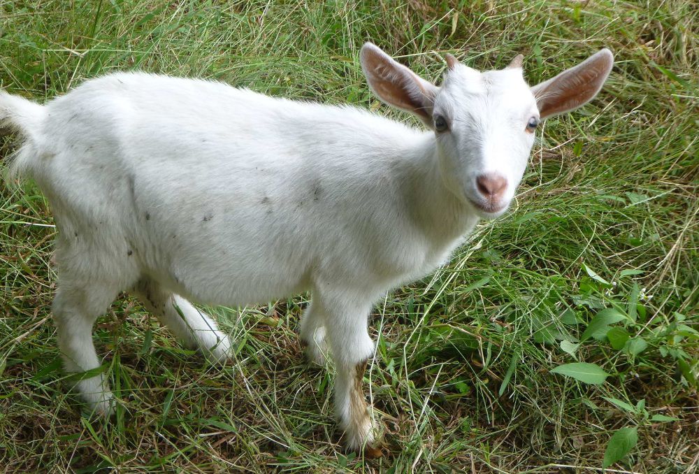 山羊寶寶也參與到除草項目中